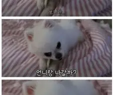 산책 7번 갔다온 강아지
