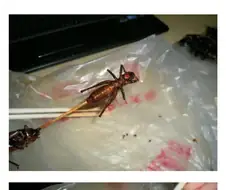 아무리 맛있어도 곤충식은 먹기 싫다고 하는 이유.jpg