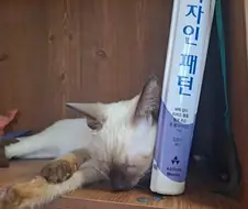 여기에는 순수한 새끼 고양이 납치해서 돼지로 개조하는 인간이 있다고 한다...