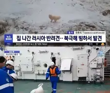 집 나간 러시아 반려견이 발견된곳