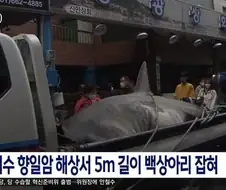 여수가 부산 상어 앞지를 방법은 쉽다.