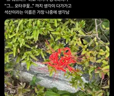 오타쿠꽃이라고 불리는 빨간꽃.twit