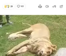 다큰 사자 키우려다 잡아먹힌 사람.jpg