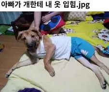 아빠가 개한테 내 옷 입힘