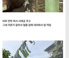 고양이 잃어버린 태국인의 최후