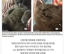 어느 수컷 고양이의 알파메일 호텔 체험기