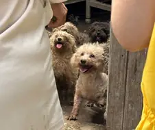 번식장에서 구조자를 본 강아지들 모습