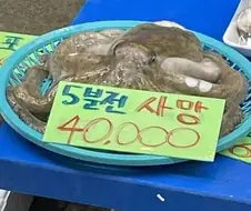 5분전 사망한 문어가 4만원!!