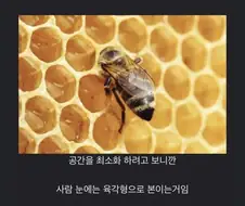 벌집 얘기 하는데 혼자 다른소리 하는 디시인.dc