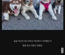 허스키들에게 입양된 고양이