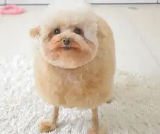 닭다리 강아지