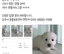 강아지 구조시 특징 맨몸 상태임.