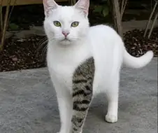 문신한 고양이