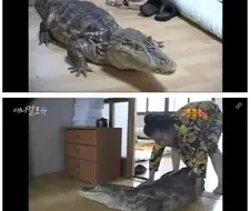 부산의 특이한 애완동물들 ㅋㅋㅋㅋㅋㅋ