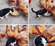 밥상에 드러눕는 고양이