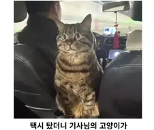 호불호 갈리는 택시 서비스
