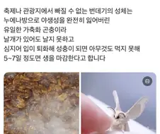 성체가 되면 입이 퇴화하는 동물.jpg
