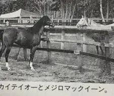 [말딸] 2년 반만에 재회한 테이오와 맥퀸