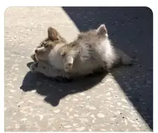 살면서 이런 비율의 고양이는 처음이야.jpg