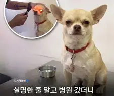 실명인줄 알았던 강아지의 진실
