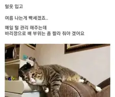 더위 먹은 고양이.jpg