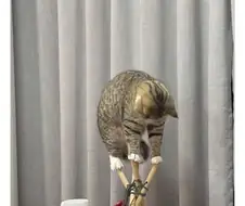 서커스단에 들어가고 싶은지 맨날 이런다