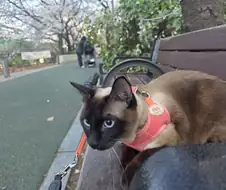 고양이랑 같이 벚꽃 구경하고 왔음