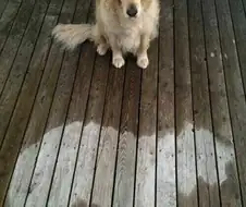 주인아⋯ 비도 오는데 좀 깨워주지 그랬냐⋯