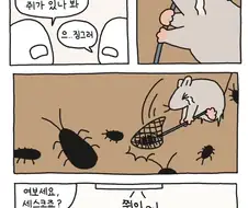 쥐가 집 천장에서 우다다 하는 이유