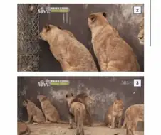 외모를 본다는 사자들