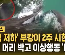 시한부 병약 유부녀