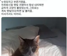 ? : 집사야! 볕 들어온다! 빨리 와라!!