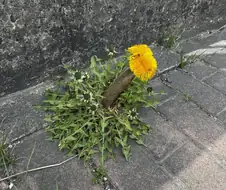 공포의 열도 돌연변이 민들레