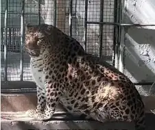 민영화한 동물원의 최후