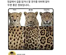 정글에서 길을 잃었을때 꿀팁