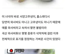 진짜 와사비가 비싼 이유.
