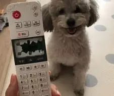 그래서 뭘 할수 있죠 쭈인님?
