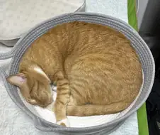 다이소에서 고양이 바구니 하나 사옴