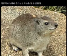 "기본 포유류"