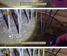 캣맘의 올바른 명칭 바퀴맘.