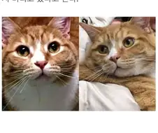 사람을 너무 좋아해서 파양당한 고양이.jpg