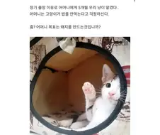 할머니집에서 확대당한 고양이