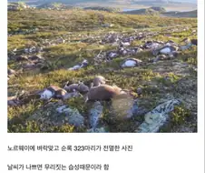 체인라이트닝을 맞은 노루