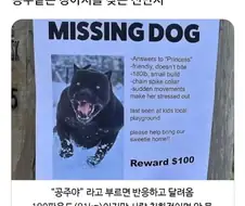 외국과 한국의 공주 강아지