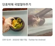 편식하는 달팽이 고치는 특단의 조치.jpg