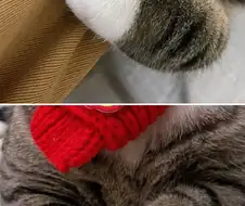 고양이앞발