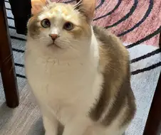 클리가 발기한 여자가 남자들을 임신시키고다니는 만화