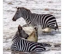 냉혹한 사바나의 진실