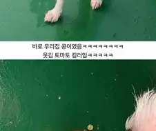 토마토 훔쳐가던 도둑을 결국 잡은 이야기