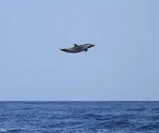 미국에서 화제인 돌고래 (보지 아님)